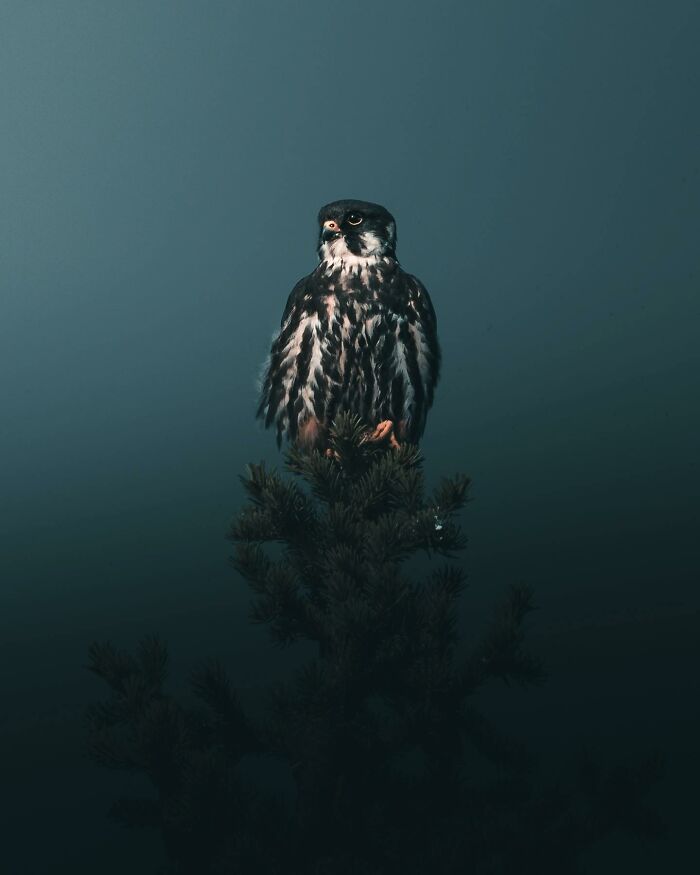 Photographer Magnus Berggren Captures Wildlife In Dark, Moody Shots That Feel Like Fine Art (52 Pics)