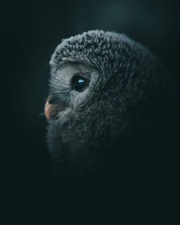Photographer Magnus Berggren Captures Wildlife In Dark, Moody Shots That Feel Like Fine Art (52 Pics)
