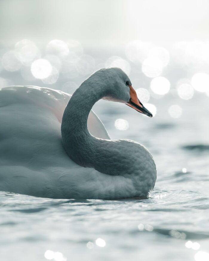 Photographer Magnus Berggren Captures Wildlife In Dark, Moody Shots That Feel Like Fine Art (52 Pics)