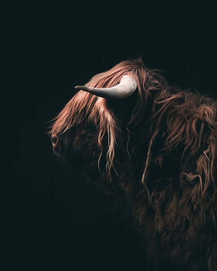 Photographer Magnus Berggren Captures Wildlife In Dark, Moody Shots That Feel Like Fine Art (52 Pics)
