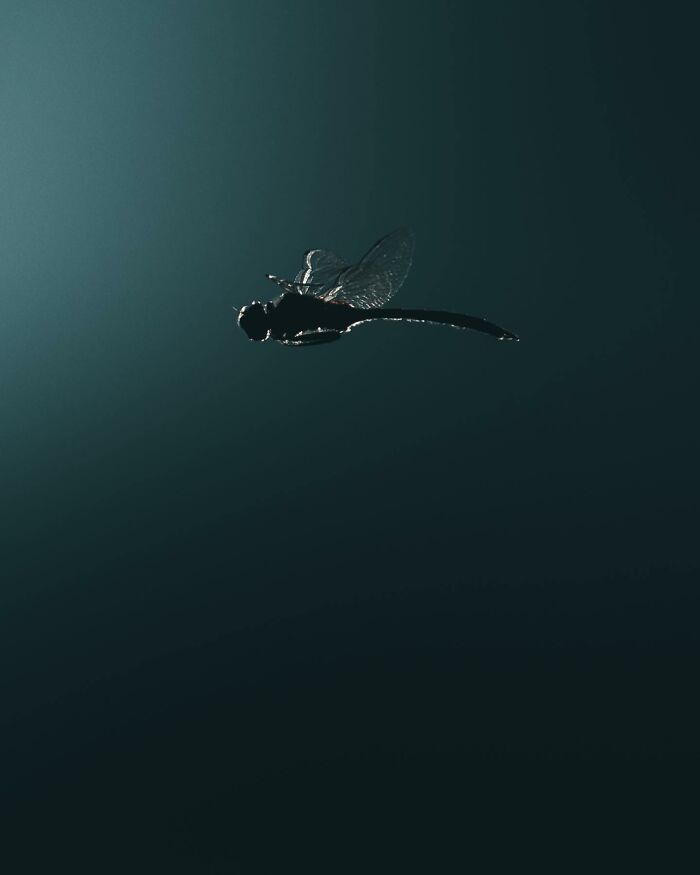 Photographer Magnus Berggren Captures Wildlife In Dark, Moody Shots That Feel Like Fine Art (52 Pics)