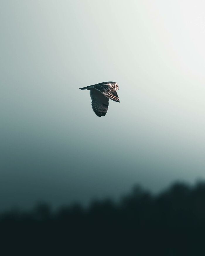 Photographer Magnus Berggren Captures Wildlife In Dark, Moody Shots That Feel Like Fine Art (52 Pics)