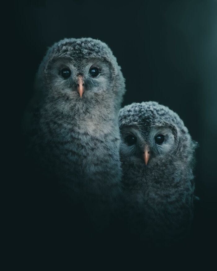 Photographer Magnus Berggren Captures Wildlife In Dark, Moody Shots That Feel Like Fine Art (52 Pics)