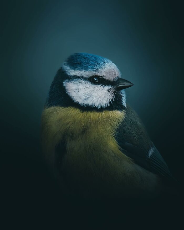 Photographer Magnus Berggren Captures Wildlife In Dark, Moody Shots That Feel Like Fine Art (52 Pics)