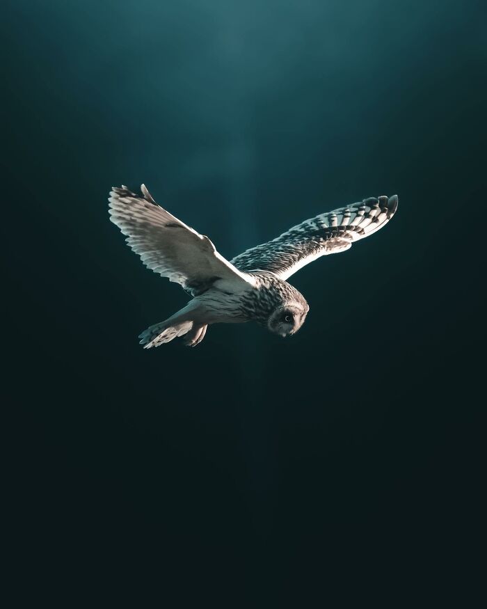 Photographer Magnus Berggren Captures Wildlife In Dark, Moody Shots That Feel Like Fine Art (52 Pics)