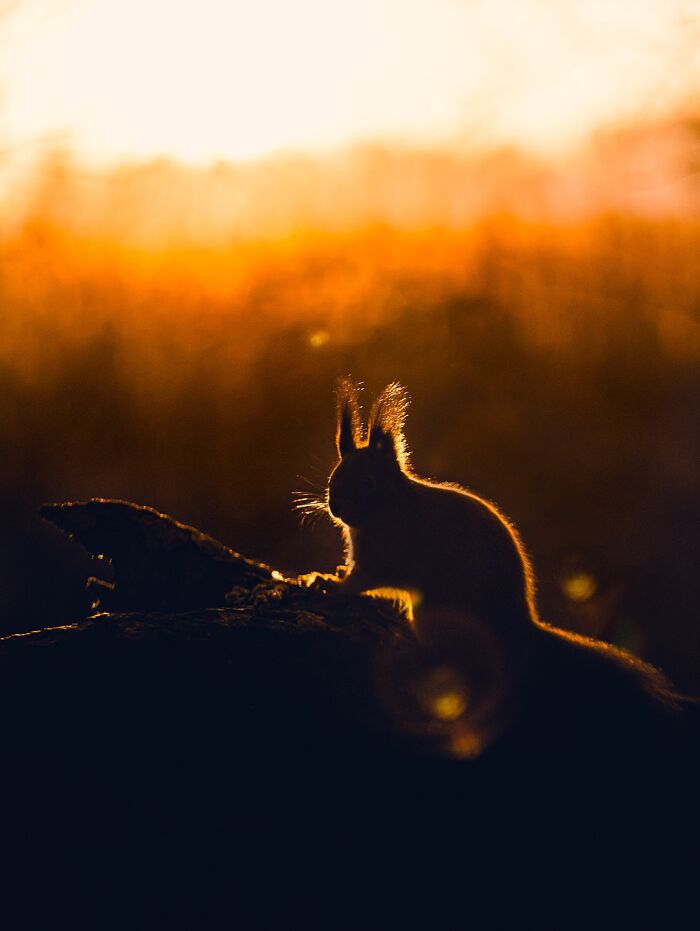 50 Beautiful Wildlife Photos By Finnish Photographer Ian Granström
