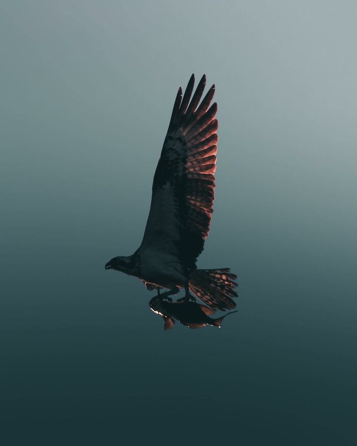 Photographer Magnus Berggren Captures Wildlife In Dark, Moody Shots That Feel Like Fine Art (52 Pics)