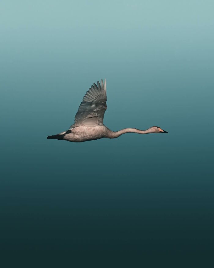 Photographer Magnus Berggren Captures Wildlife In Dark, Moody Shots That Feel Like Fine Art (52 Pics)