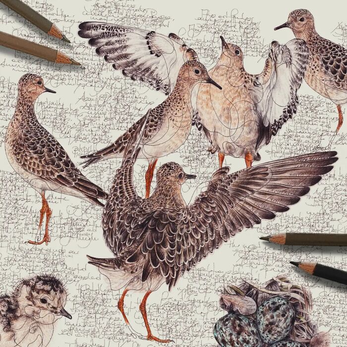 35 Beautiful Wildlife Sketches That Blend Scientific Detail With Artistic Wonder