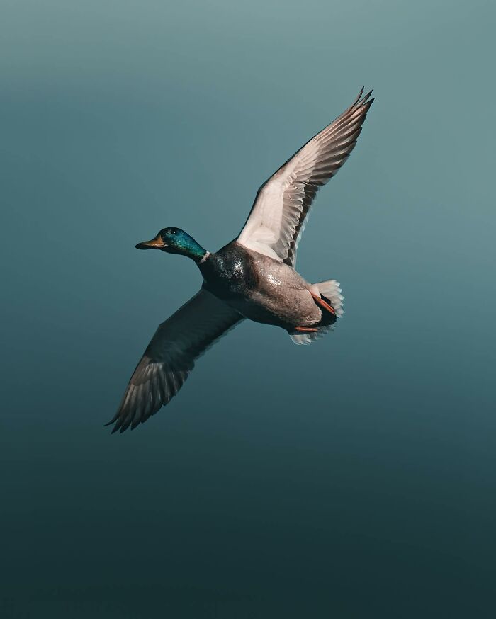 Photographer Magnus Berggren Captures Wildlife In Dark, Moody Shots That Feel Like Fine Art (52 Pics)