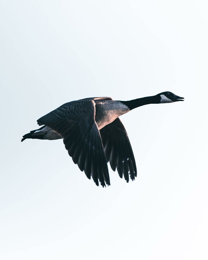 Photographer Magnus Berggren Captures Wildlife In Dark, Moody Shots That Feel Like Fine Art (52 Pics)