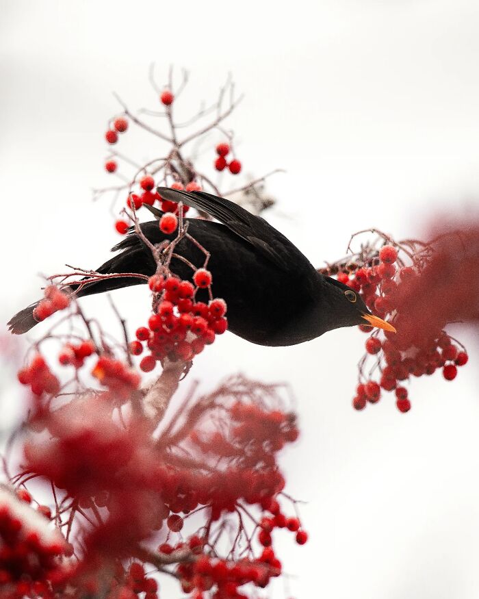 50 Beautiful Wildlife Photos By Finnish Photographer Ian Granström