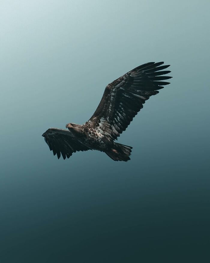 Photographer Magnus Berggren Captures Wildlife In Dark, Moody Shots That Feel Like Fine Art (52 Pics)
