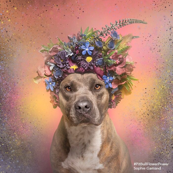These Powerful Portraits Of Pit Bulls Wearing Flowers Continue To Change How People See Shelter Dogs (37 New Pics)-Interview