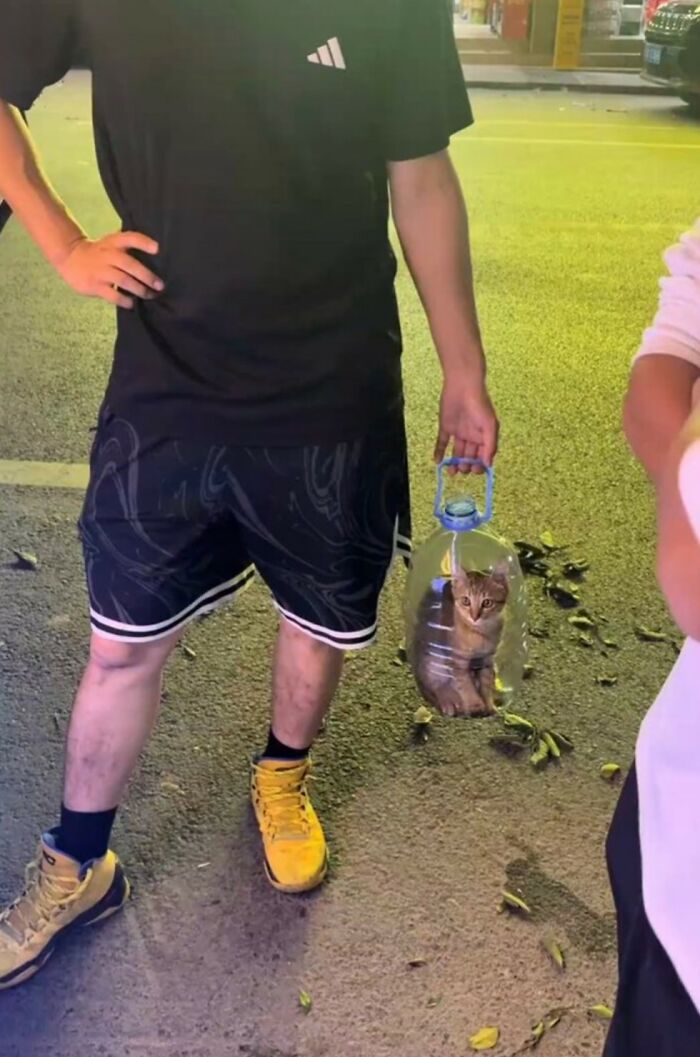 40 Hilarious Cat Moments Caught On Camera, As Shared By “Important Animal Images” (New Pics)