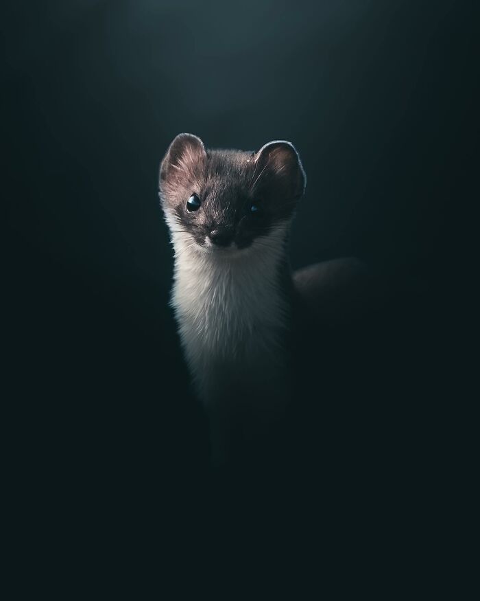 Photographer Magnus Berggren Captures Wildlife In Dark, Moody Shots That Feel Like Fine Art (52 Pics)