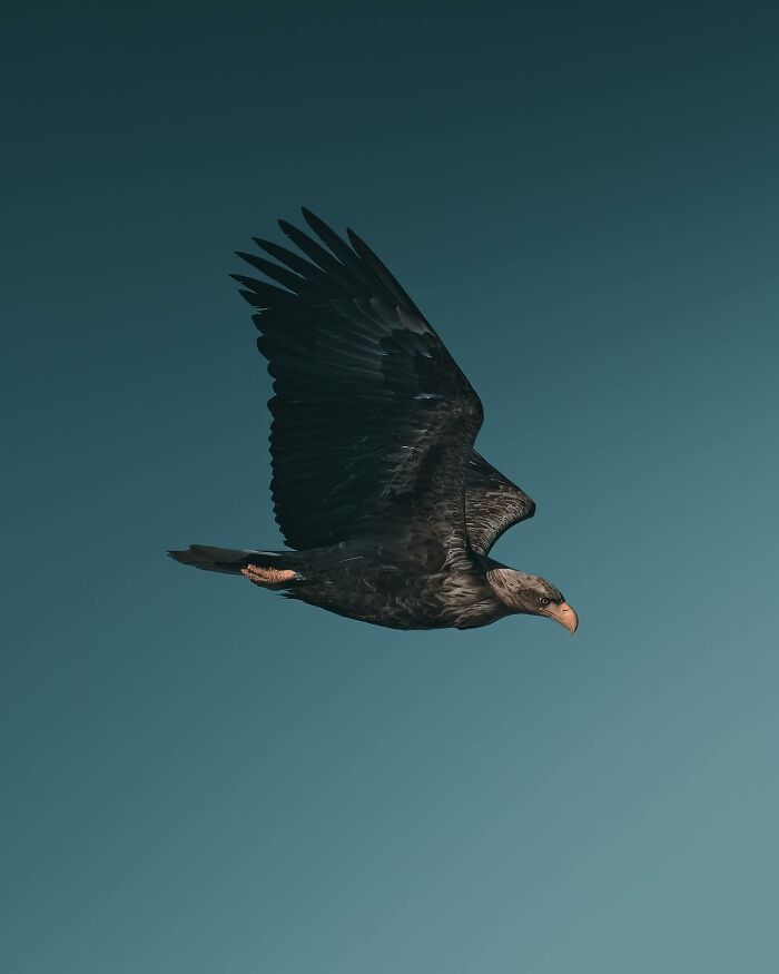 Photographer Magnus Berggren Captures Wildlife In Dark, Moody Shots That Feel Like Fine Art (52 Pics)