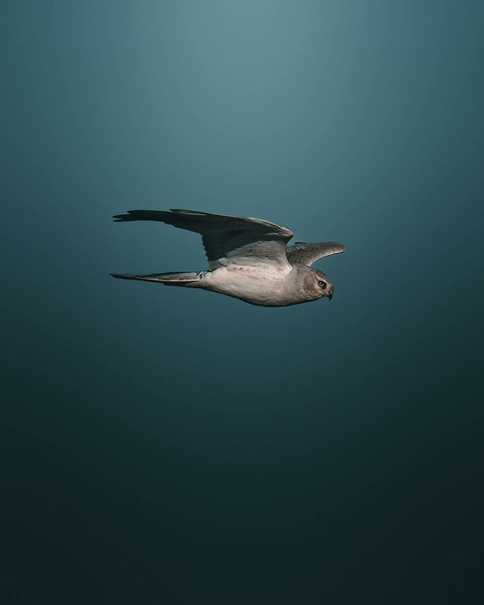 Photographer Magnus Berggren Captures Wildlife In Dark, Moody Shots That Feel Like Fine Art (52 Pics)