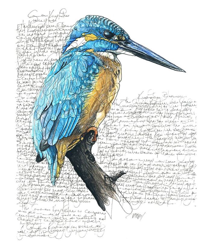 35 Beautiful Wildlife Sketches That Blend Scientific Detail With Artistic Wonder