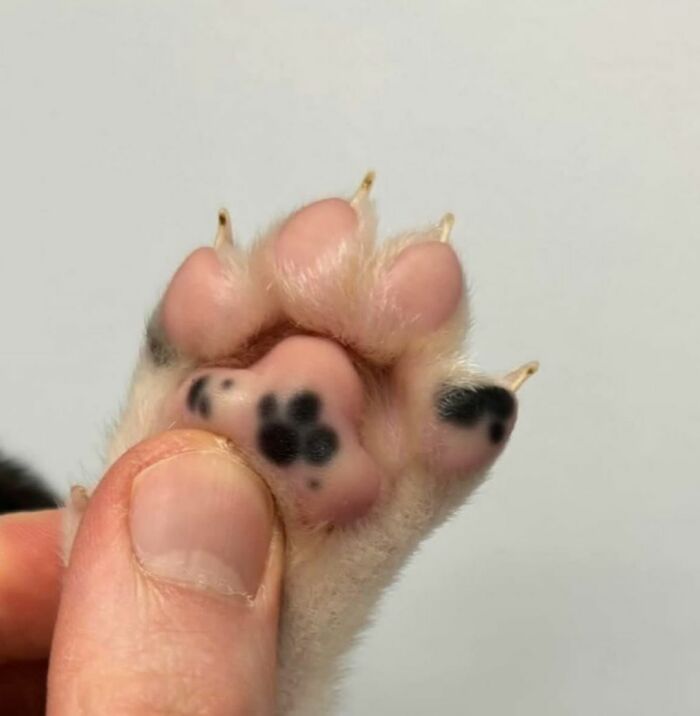 50 Cute Cat Photos To Help You De-Stress, As Shared By The “Cute Animal Photos To De-Stress” Page