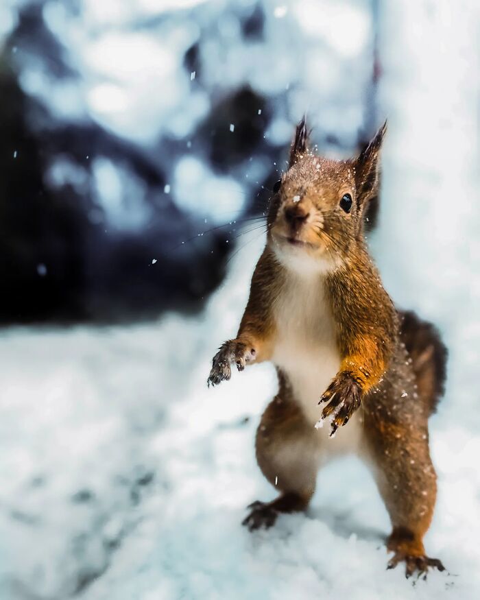 50 Beautiful Wildlife Photos By Finnish Photographer Ian Granström