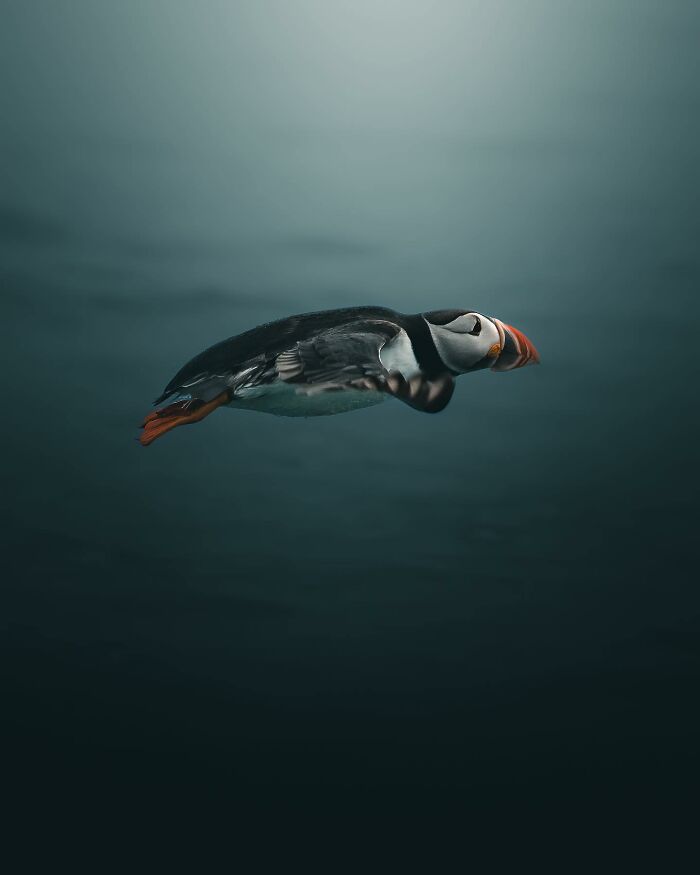 Photographer Magnus Berggren Captures Wildlife In Dark, Moody Shots That Feel Like Fine Art (52 Pics)