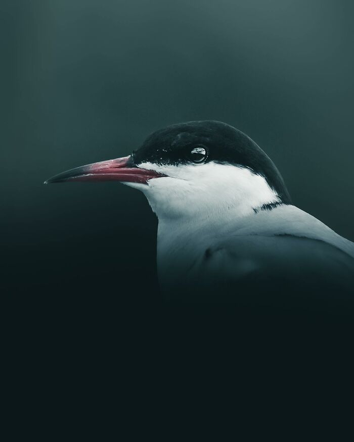 Photographer Magnus Berggren Captures Wildlife In Dark, Moody Shots That Feel Like Fine Art (52 Pics)