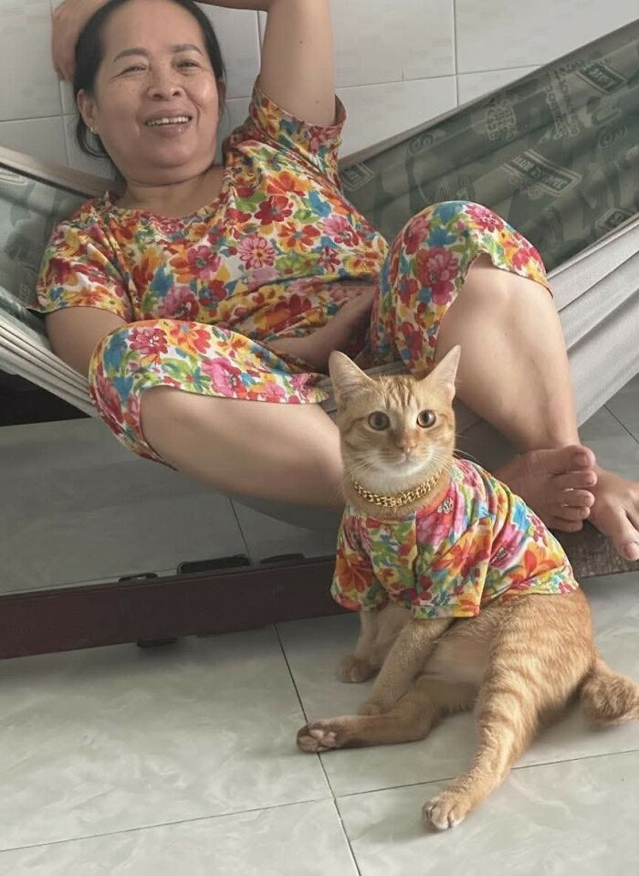 40 Hilarious Cat Moments Caught On Camera, As Shared By “Important Animal Images” (New Pics)