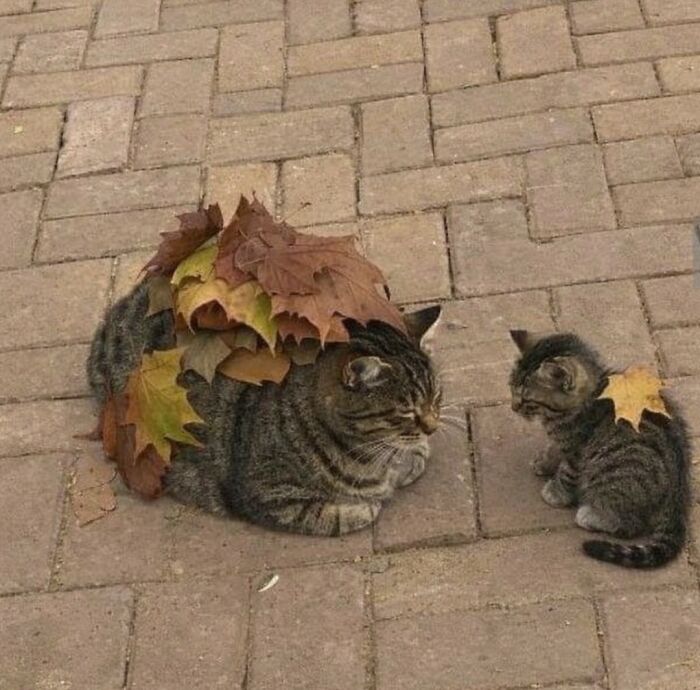 40 Hilarious Cat Moments Caught On Camera, As Shared By “Important Animal Images” (New Pics)