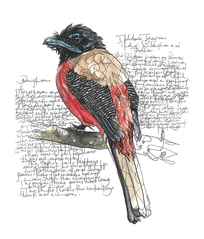35 Beautiful Wildlife Sketches That Blend Scientific Detail With Artistic Wonder