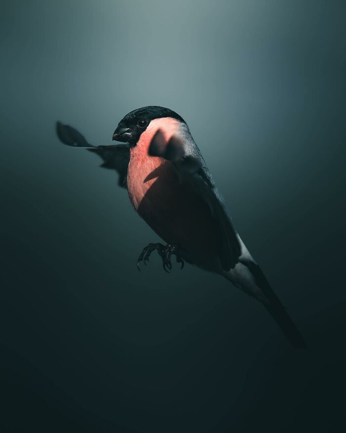 Photographer Magnus Berggren Captures Wildlife In Dark, Moody Shots That Feel Like Fine Art (52 Pics)