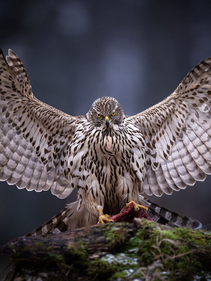 50 Beautiful Wildlife Photos By Finnish Photographer Ian Granström