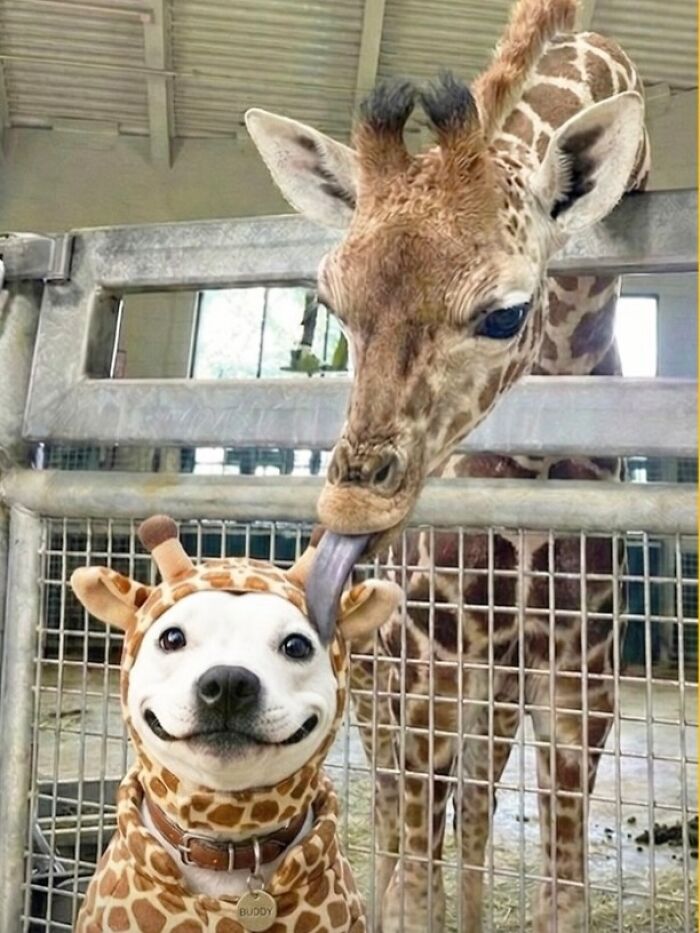 Dog dressed in giraffe costume being licked by a giraffe, illustrating unique moments in the wild and animal behavior.