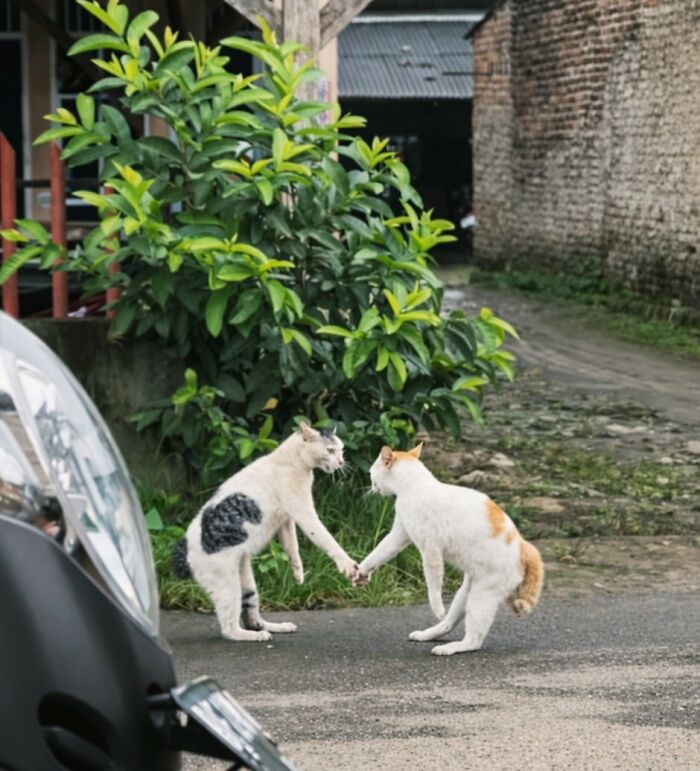 40 Hilarious Cat Moments Caught On Camera, As Shared By “Important Animal Images” (New Pics)