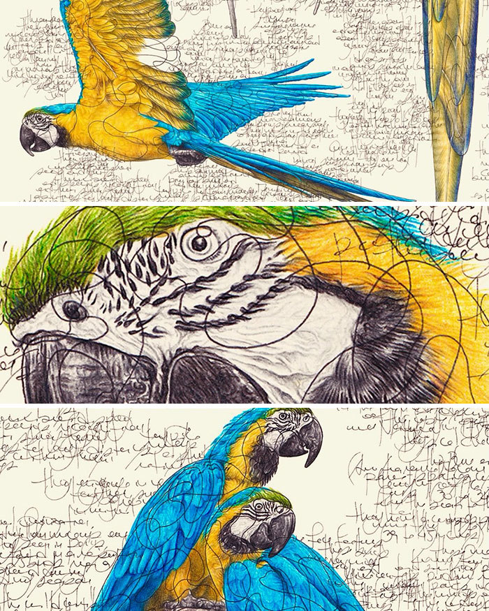 35 Beautiful Wildlife Sketches That Blend Scientific Detail With Artistic Wonder