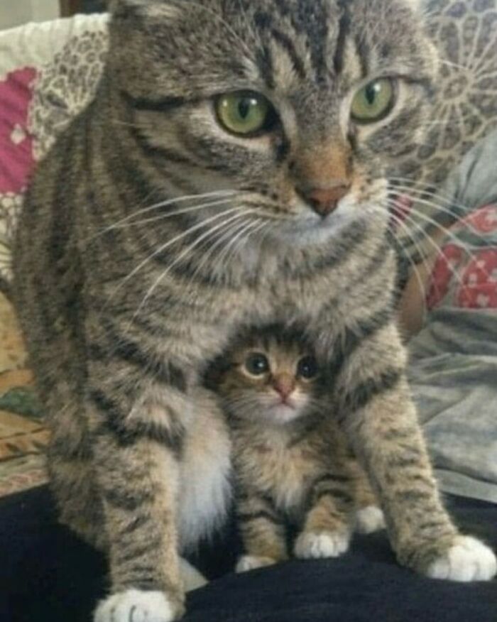 40 Hilarious Cat Moments Caught On Camera, As Shared By “Important Animal Images” (New Pics)