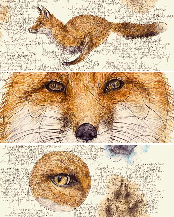 35 Beautiful Wildlife Sketches That Blend Scientific Detail With Artistic Wonder