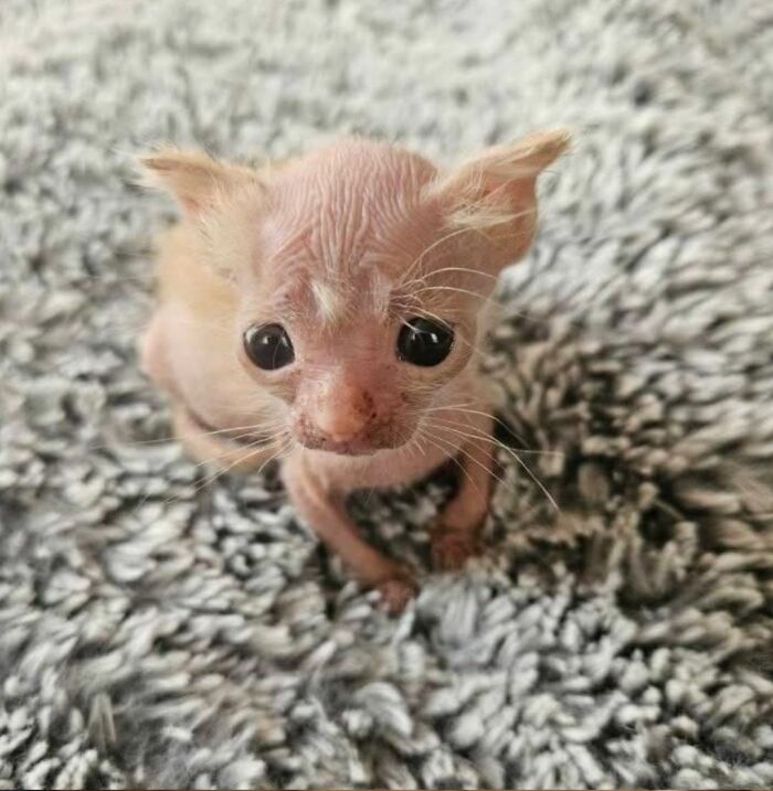 50 Cute Cat Photos To Help You De-Stress, As Shared By The “Cute Animal Photos To De-Stress” Page