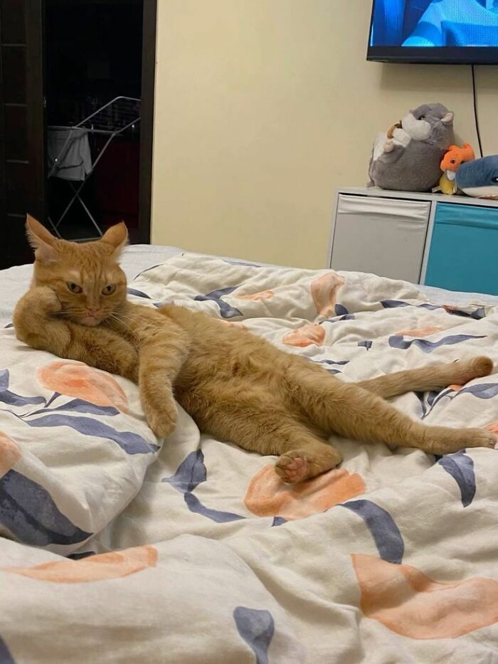 50 Cute Cat Photos To Help You De-Stress, As Shared By The “Cute Animal Photos To De-Stress” Page