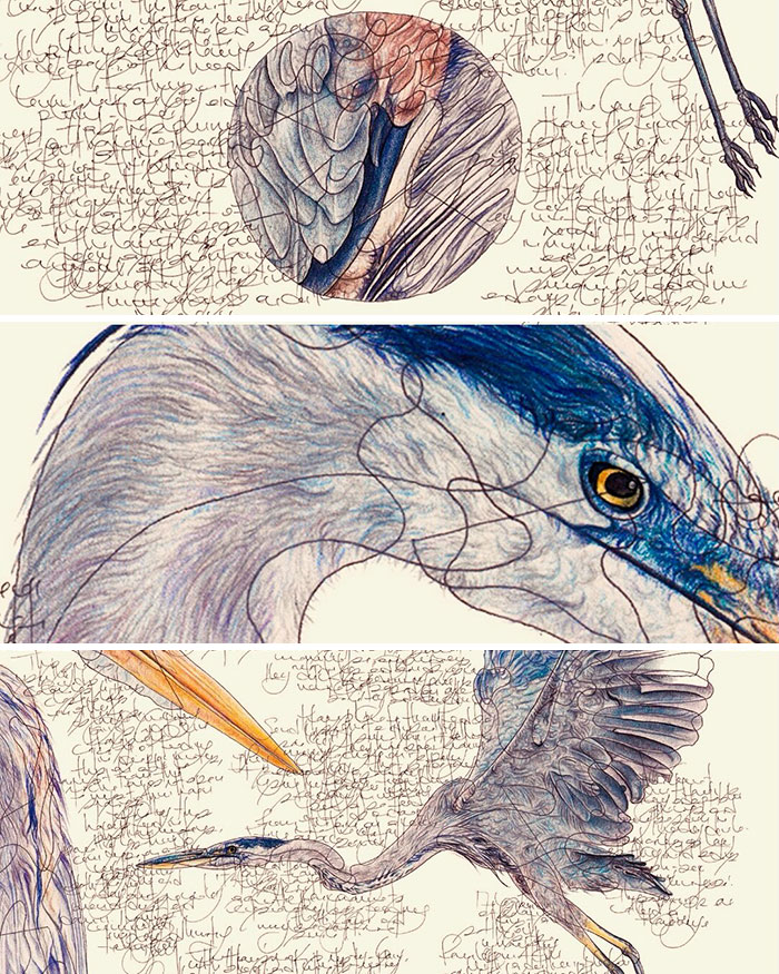 35 Beautiful Wildlife Sketches That Blend Scientific Detail With Artistic Wonder