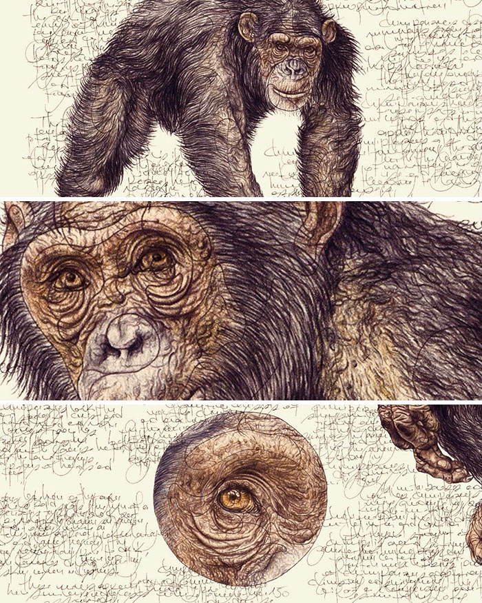 35 Beautiful Wildlife Sketches That Blend Scientific Detail With Artistic Wonder