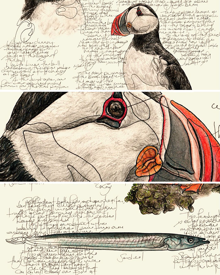 35 Beautiful Wildlife Sketches That Blend Scientific Detail With Artistic Wonder