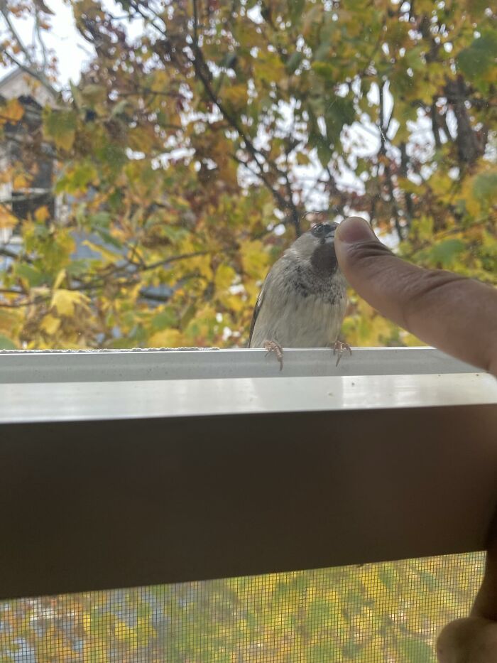 A person gently touching a small bird on a windowsill with autumn leaves in the background, showcasing one-in-a-million stories.