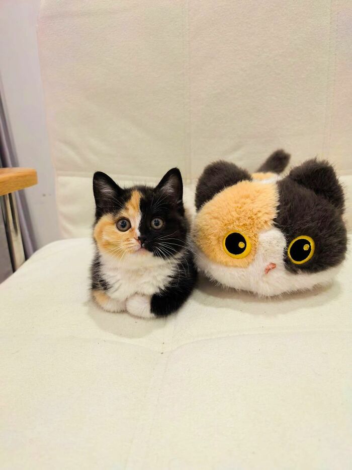 50 Cute Cat Photos To Help You De-Stress, As Shared By The “Cute Animal Photos To De-Stress” Page