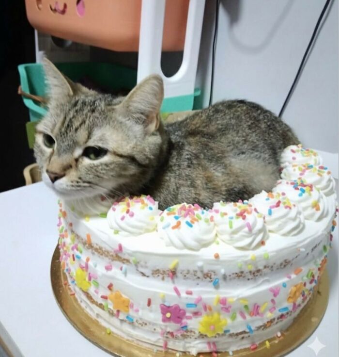 40 Hilarious Cat Moments Caught On Camera, As Shared By “Important Animal Images” (New Pics)