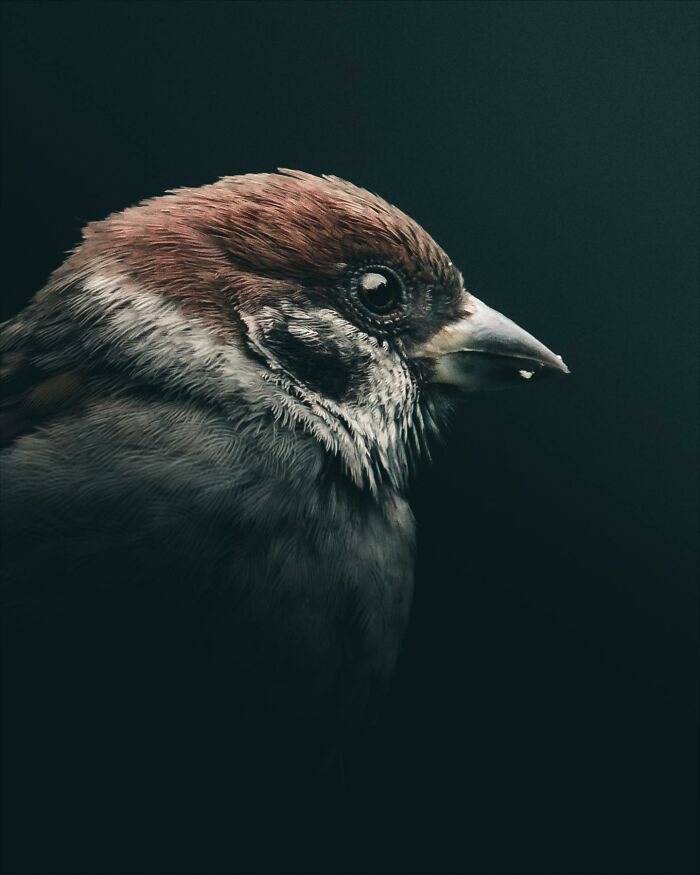 Photographer Magnus Berggren Captures Wildlife In Dark, Moody Shots That Feel Like Fine Art (52 Pics)