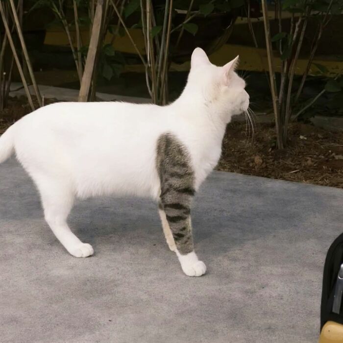 50 Cute Cat Photos To Help You De-Stress, As Shared By The “Cute Animal Photos To De-Stress” Page