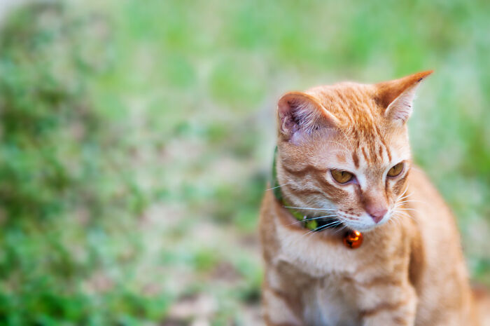 Orange tabby cat with a bell collar sitting outdoors, evoking bizarre encounters that leave people questioning what they saw.