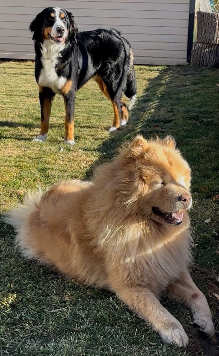 A Puppy And Her Blind Dog Friend Are Melting Hearts With Their Beautiful Daily Walks