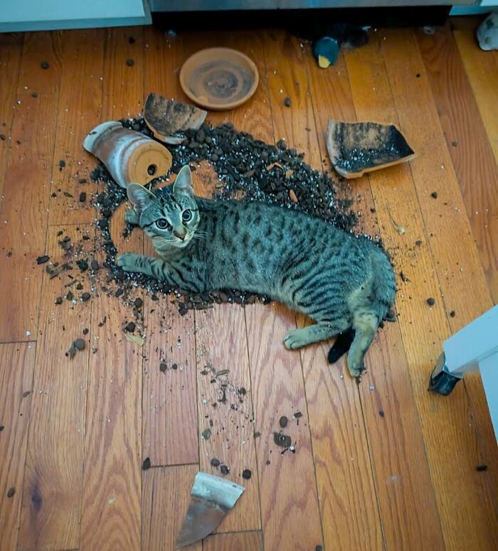 50 Cute Cat Photos To Help You De-Stress, As Shared By The “Cute Animal Photos To De-Stress” Page